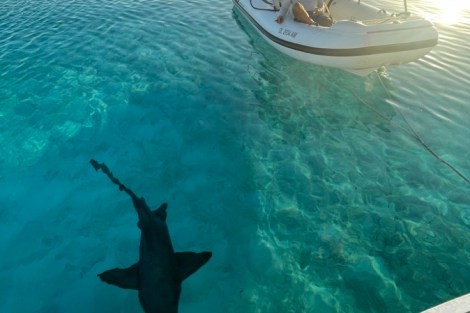 Review img # 74 of the yacht MUCHO GUSTO